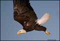 _0SB8906 american bald eagle